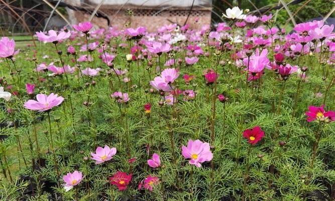 波斯菊种子什么时候种植最好？波斯菊的最佳播种时间是什么？