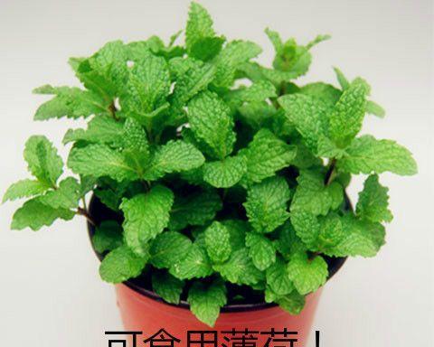 薄荷是什么植物？薄荷的分类和特点是什么？