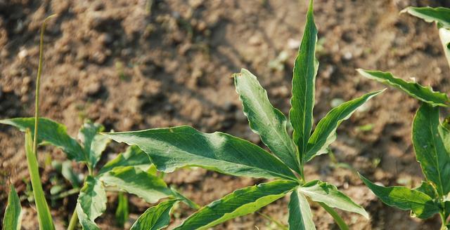 半夏块茎怎么繁殖？半夏的种植方法是什么？