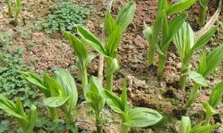 白芨生长在什么地方？白芨的种植环境要求是什么？