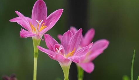 表示坚韧不拔的花花语是坚韧不拔的花？坚韧不拔的花的花语是什么？