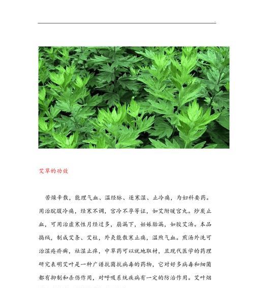 艾草有种子吗？艾草种子的种植方法是什么？