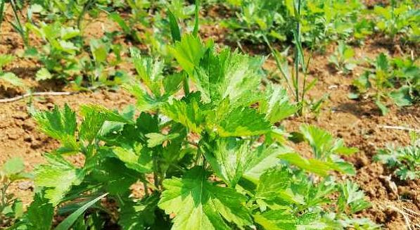 艾草什么时候开花？艾草的花期和花的样子是什么？