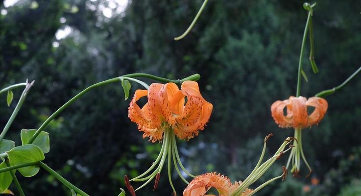 百合花几年生植物？百合花的生长周期是什么？