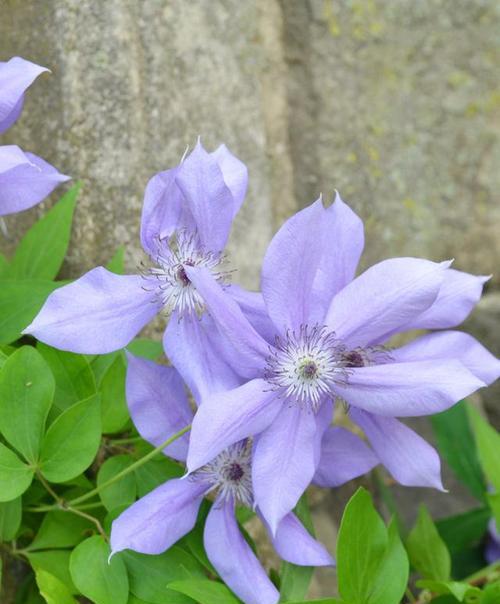 不同颜色铁线莲花语是什么？铁线莲花语有哪些含义？