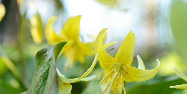 百合开花了还能吃吗？百合花的食用方法是什么？