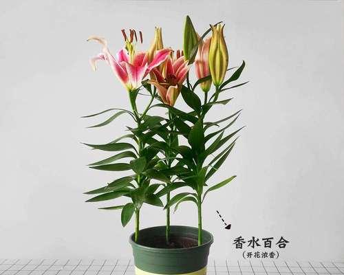 百合花几天浇一次水？百合花的浇水频率是什么？