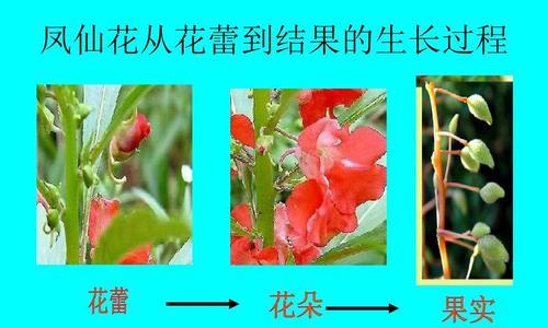 菠萝喜阴还是喜阳？菠萝的养护环境要求是什么？