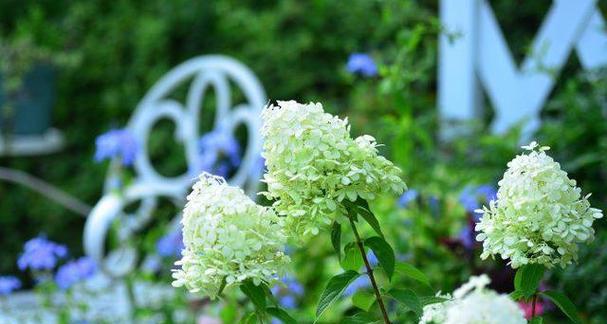 表示安慰的花花语是代表安慰的花？安慰的花的花语是什么？