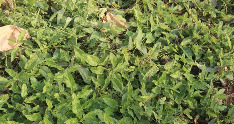 宝塔菜几月份种植合适？宝塔菜的最佳种植时间是什么？