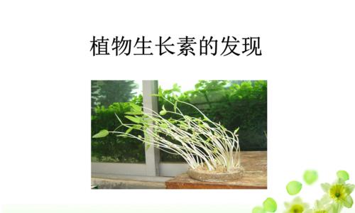 斑马豆是什么植物的种子？斑马豆的植物来源是什么？