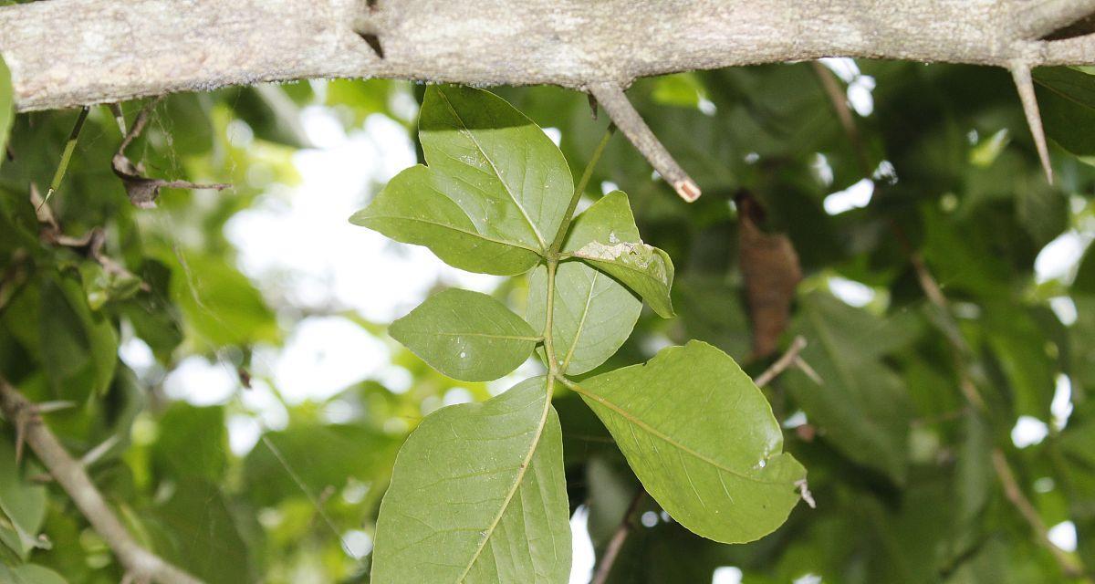 贝叶是什么植物？贝叶的植物来源是什么？