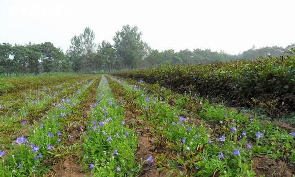 白芍怎么种植？白芍的种植技术和管理方法是什么？