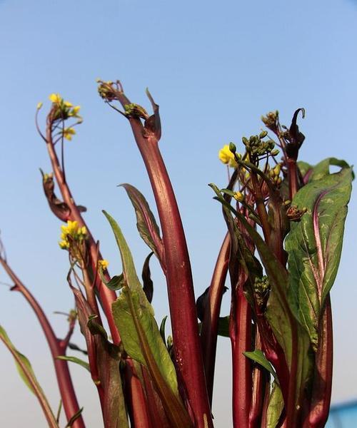 2月份适合种什么菜？2月份适合种植的蔬菜种类是什么？