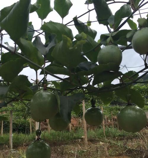 百香果哪个品种好？百香果的推荐品种是什么？