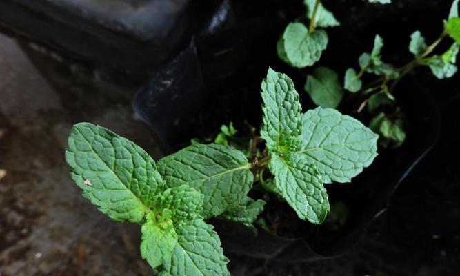 薄荷多久开花一次？薄荷的花期和开花频率是什么？