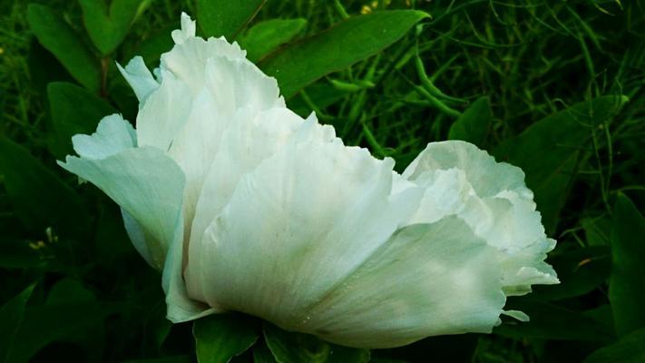 白芍花代表什么意思？白芍花的寓意是什么？