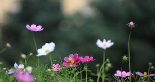 波斯菊可以盆栽吗？波斯菊的盆栽方法是什么？