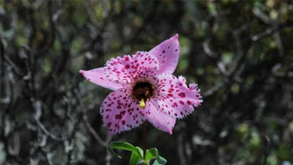 表示高冷的花花语是高冷的花？高冷的花的花语是什么？