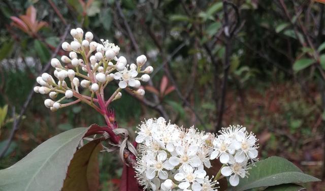 表示高冷的花花语是高冷的花？高冷的花的花语是什么？