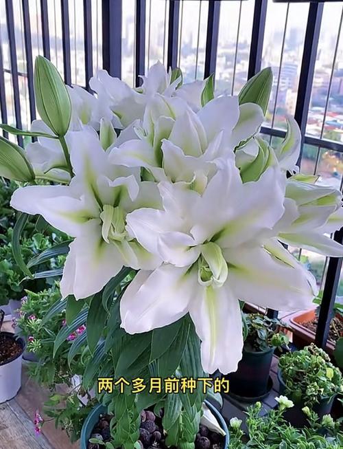 百合花多久浇一次水？百合花的浇水频率是什么？