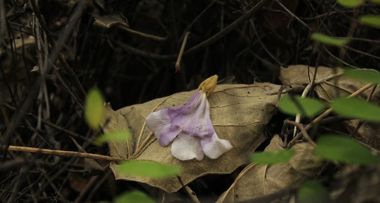 表示惆怅的花花语代表惆怅的花？惆怅的花的花语是什么？