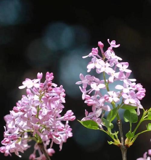 表示惆怅的花花语代表惆怅的花？惆怅的花的花语是什么？