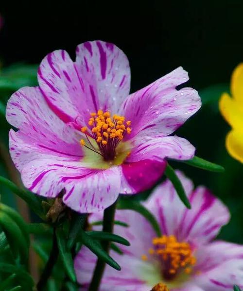 表示积极向上的花花语是积极向上的花？积极向上的花有哪些？