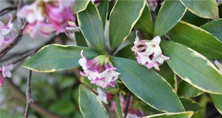 不同的颜色瑞香花花语是什么？瑞香花的花语和寓意是什么？