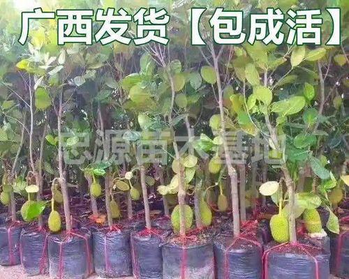 菠萝蜜可以盆栽吗？菠萝蜜的盆栽方法是什么？