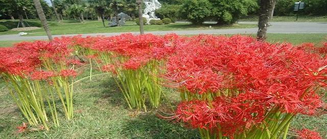 彼岸花一盆种几颗合适？彼岸花的种植密度是什么？