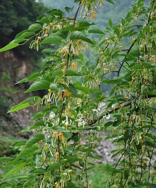 八角什么时候开花？八角的花期是什么时候？