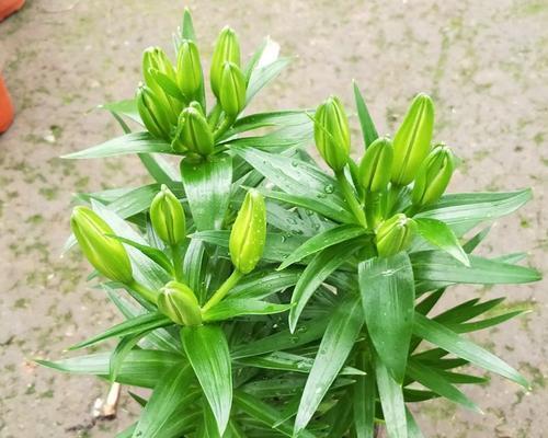 百合花花期怎么养护管理？百合花的花期养护方法是什么？