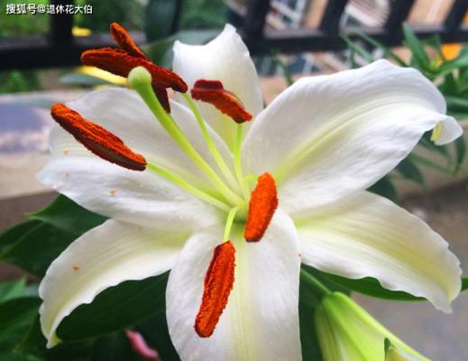 百合花花期怎么养护管理？百合花的花期养护方法是什么？