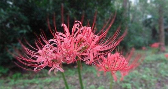 彼岸花有香味吗？彼岸花的香味特点是什么？