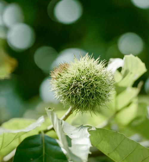 板栗什么时候开花？板栗的开花时间是什么？