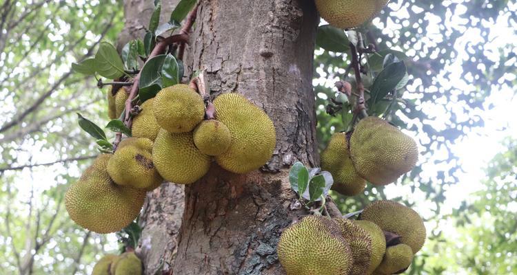 菠萝蜜树北方可以种吗？菠萝蜜树的种植环境要求是什么？