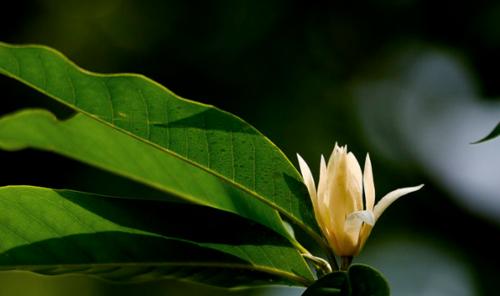 白兰花几月份开花？白兰花的花期是什么时候？