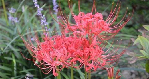 彼岸花和藏红花是一种花吗？彼岸花和藏红花的区别是什么？