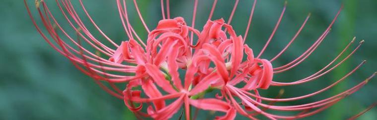 彼岸花和藏红花是一种花吗？彼岸花和藏红花的区别是什么？