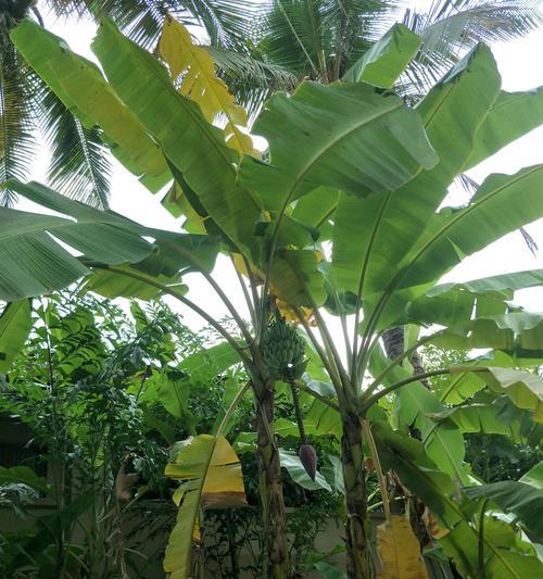 芭蕉树是热带植物吗？芭蕉树的植物分类是什么？