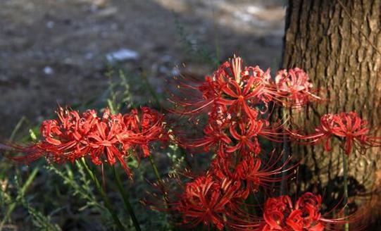 彼岸花有毒吗？彼岸花可以放在室内养吗？