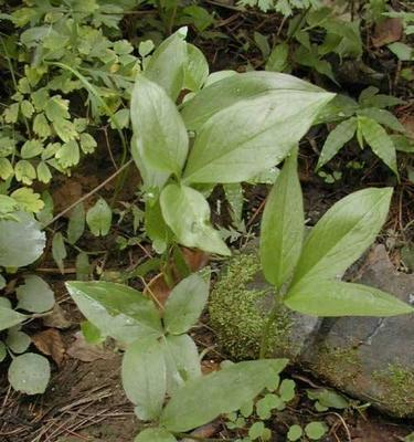 半夏种植条件生长环境及地域是什么？半夏的种植环境要求是什么？