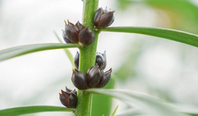 百合花怎么分株？百合花的分株时间和繁殖方法是什么？