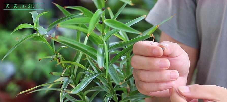 百合花怎么分株？百合花的分株时间和繁殖方法是什么？