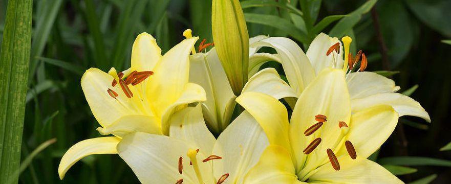 百合花花期多久时间？百合花的花期有多长？