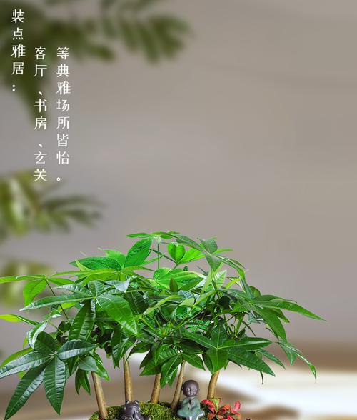 白酒可以浇发财树吗？白酒浇发财树的效果如何？