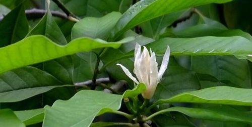 白兰花配土方法与种植土壤是什么？白兰花的种植土壤类型是什么？