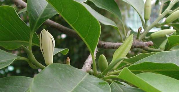 白兰花配土方法与种植土壤是什么？白兰花的种植土壤类型是什么？