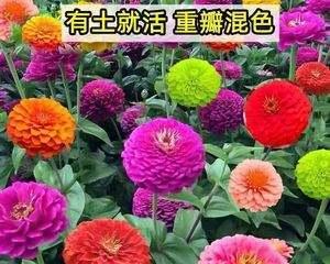 百日草浇水时间和正确方法是什么？百日草的浇水技巧是什么？